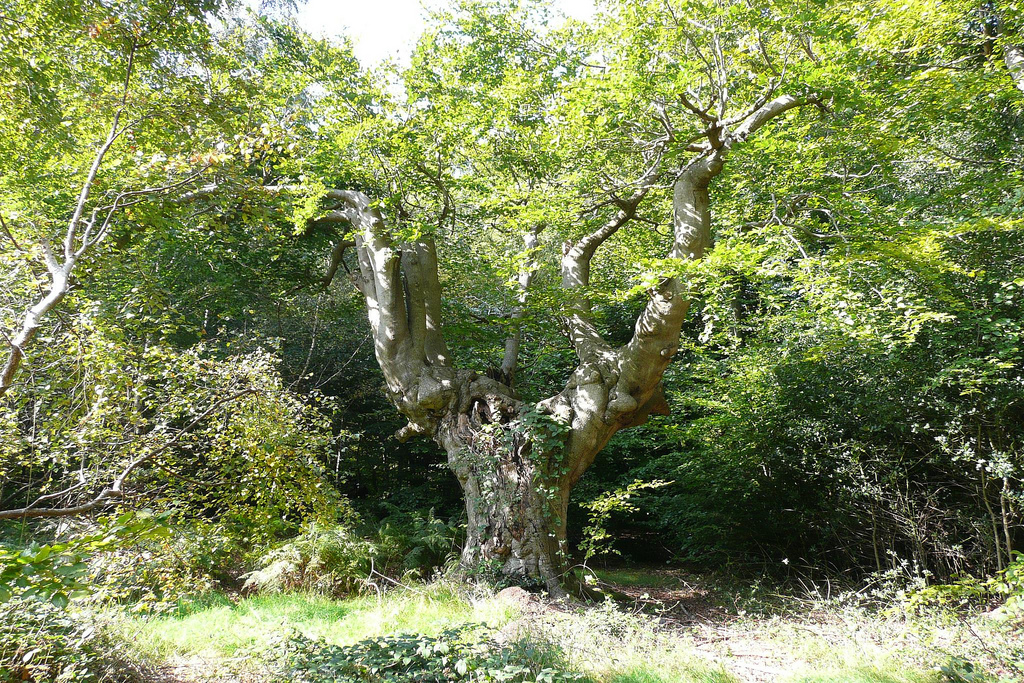 pollard-burnham-beeches-flickr